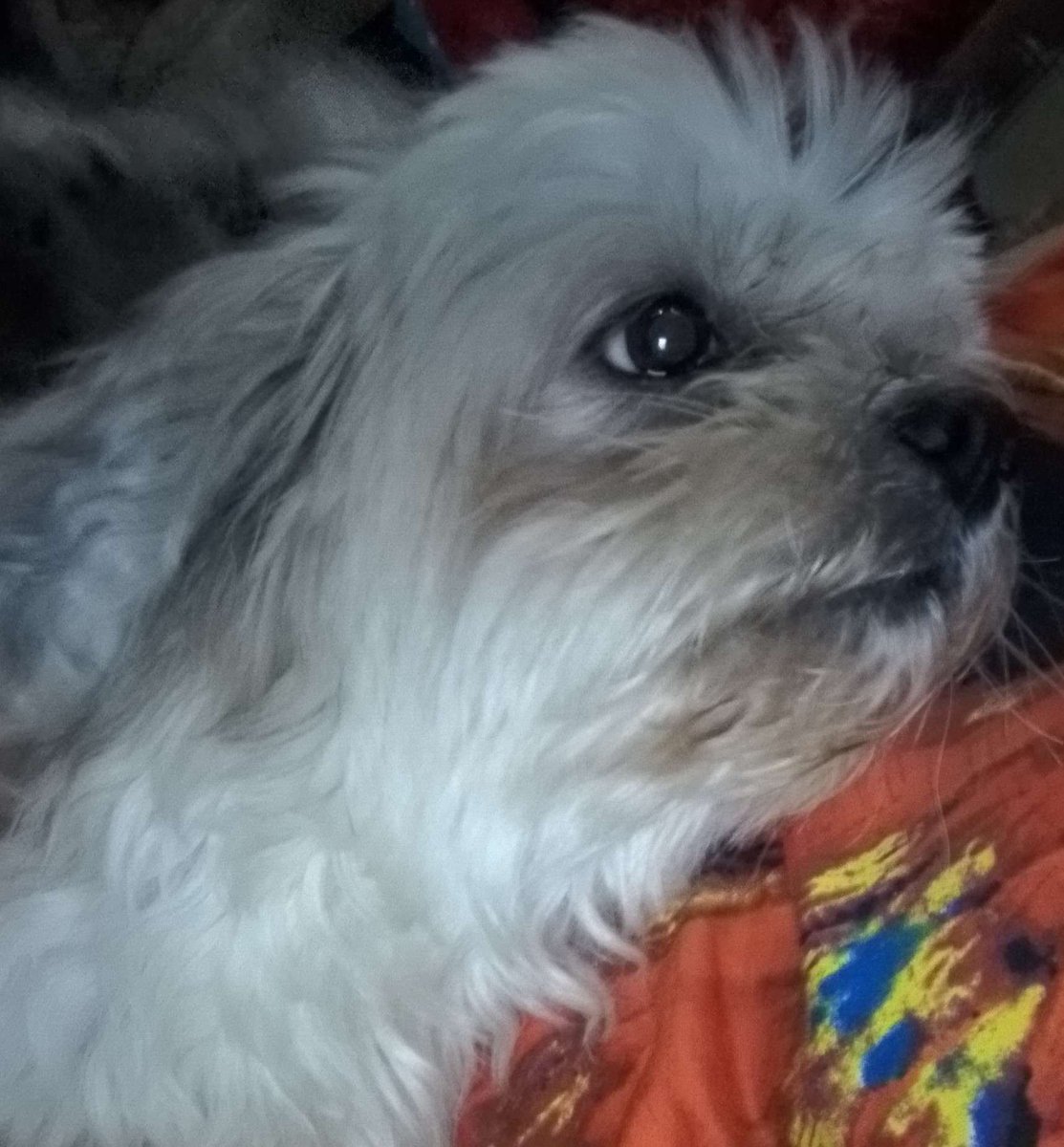 I didn't want to ask, but I have no other choice. I need help for my dog's surgery. He has this lump on his shoulder and it keeps growing and shrinking. Any amount will help and go straight to his medical bills, or please just retweet this post to spread the word. Thank you!🔗👇