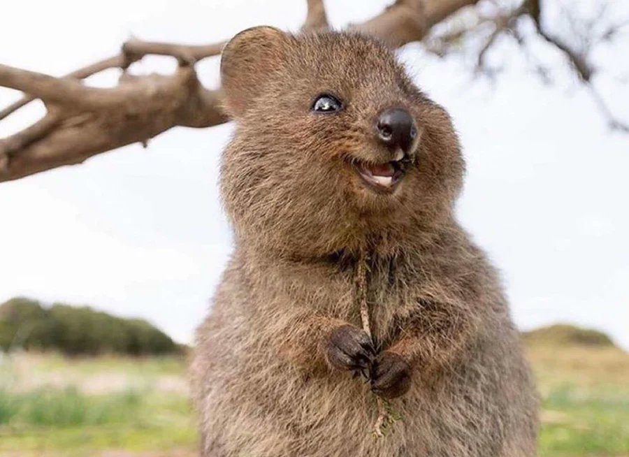 From the <a href="/CKDOradio/">CKDO</a> Morning Show today...

This will make you smile today

The happiest animals in the world?
How bout the Quokkas of Australia, cousins of the kangaroo, that stand only around 20" tall &amp; they have facial features that makes them look like they're always smiling
