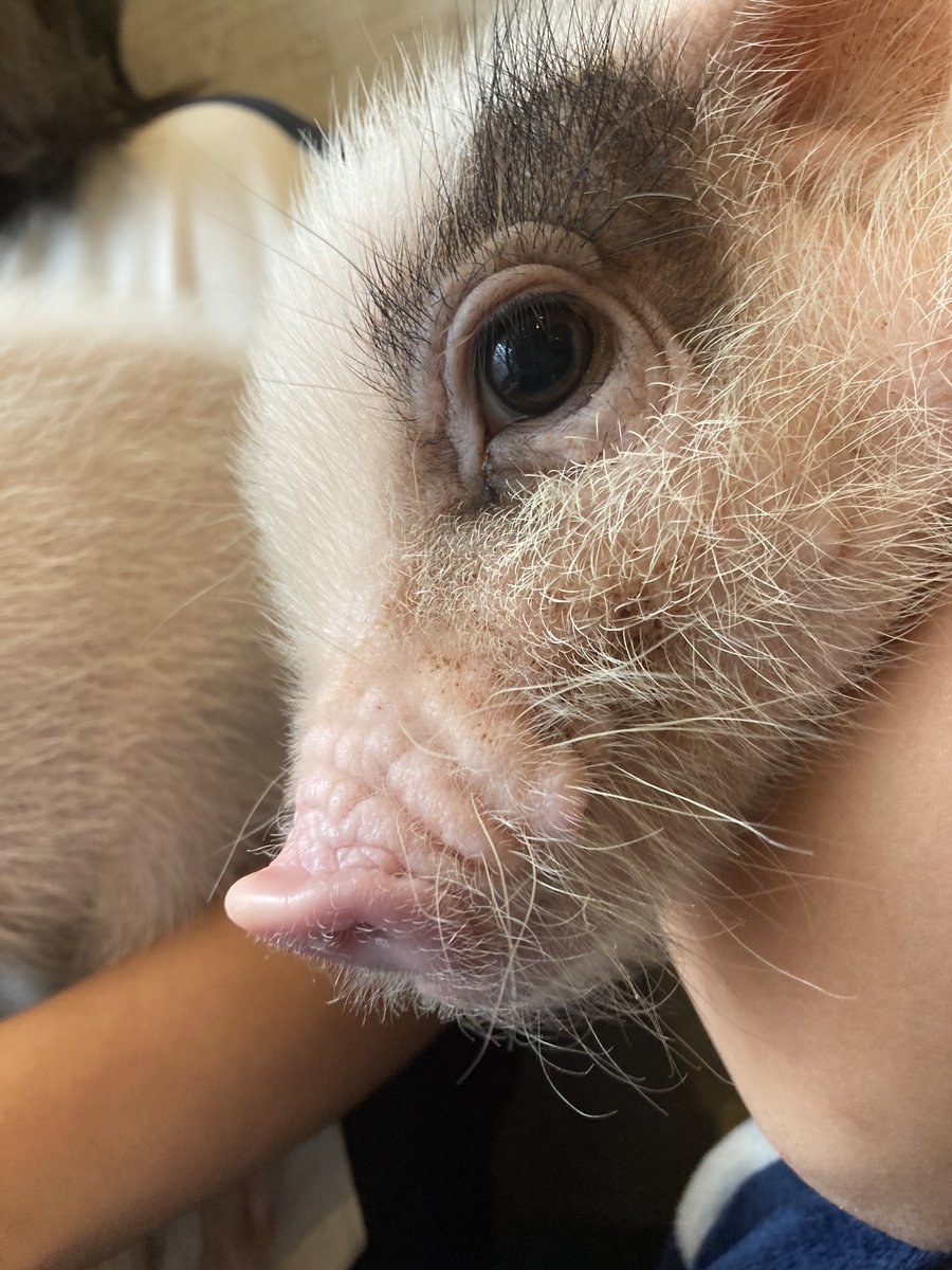 鎌倉にめっちゃ可愛い子いた🐷🩷