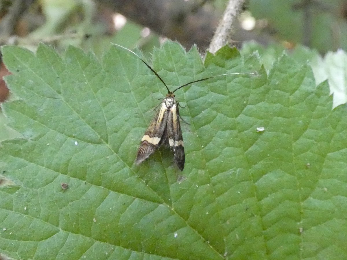 Nice to spend some time with old mucca, Alf Mullins on his local patch in lovely Wivenhoe in Essex. Among others, we saw Firebug, Zebra Jumping Spider, Common Tubic and Yellow-barred Longhorn moths. Marsh Harrier, Cuckoo and Cetti’s Warbler noted. 
#wildlife
#insects