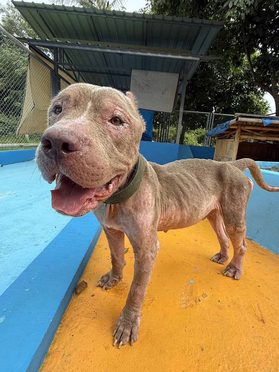NiallHarbison's tweet photo. The day didn’t start well for Maximus. But it ended well. 

Maybe, just maybe we can build him a whole new life and future. 

He’s a very good and gentle boy 🥰🙏 (8/8) https://t.co/ywdW78Z8lM