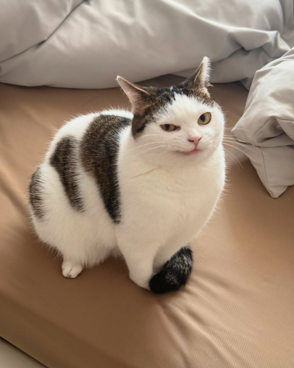 The Cats 𝕏 tweet media