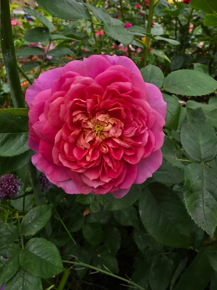 ShaunDPocock's tweet photo. Emma Bridgewater®
(Ausb44a16) English Shrub Rose Bred By David Austin

#davidaustin #davidaustinenglishroses #davidaustinrosegarden #davidaustinroses #englishroses #beautiful #floral #flowerphotography #garden #gardenroses #nature #naturephotography #photography #rose #roses https://t.co/HDF8cxiunf