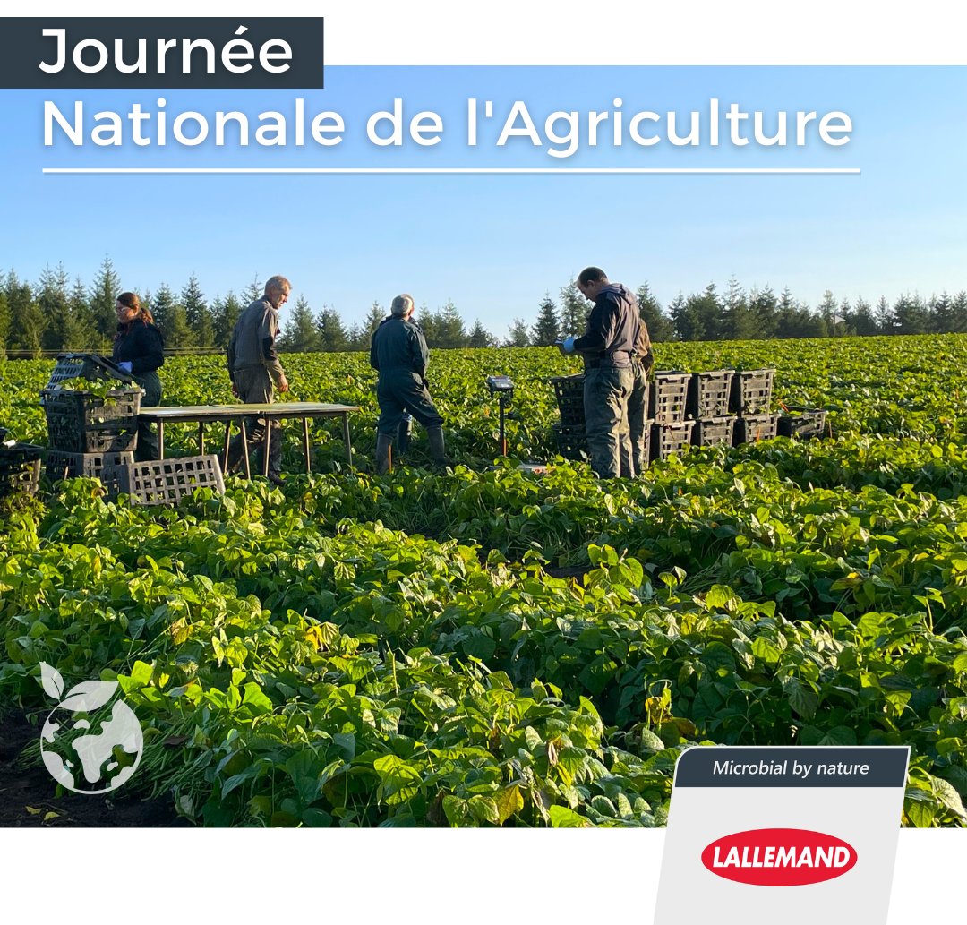 🌱 En cette Journée nationale de l’agriculture, Lallemand Plant Care réaffirme son engagement pour une agriculture plus durable, en soutenant la santé des plantes et la résilience des cultures. #JournéeNationaleDeLAgriculture #AgricultureDurable #Biosolutions #SantéVégétale