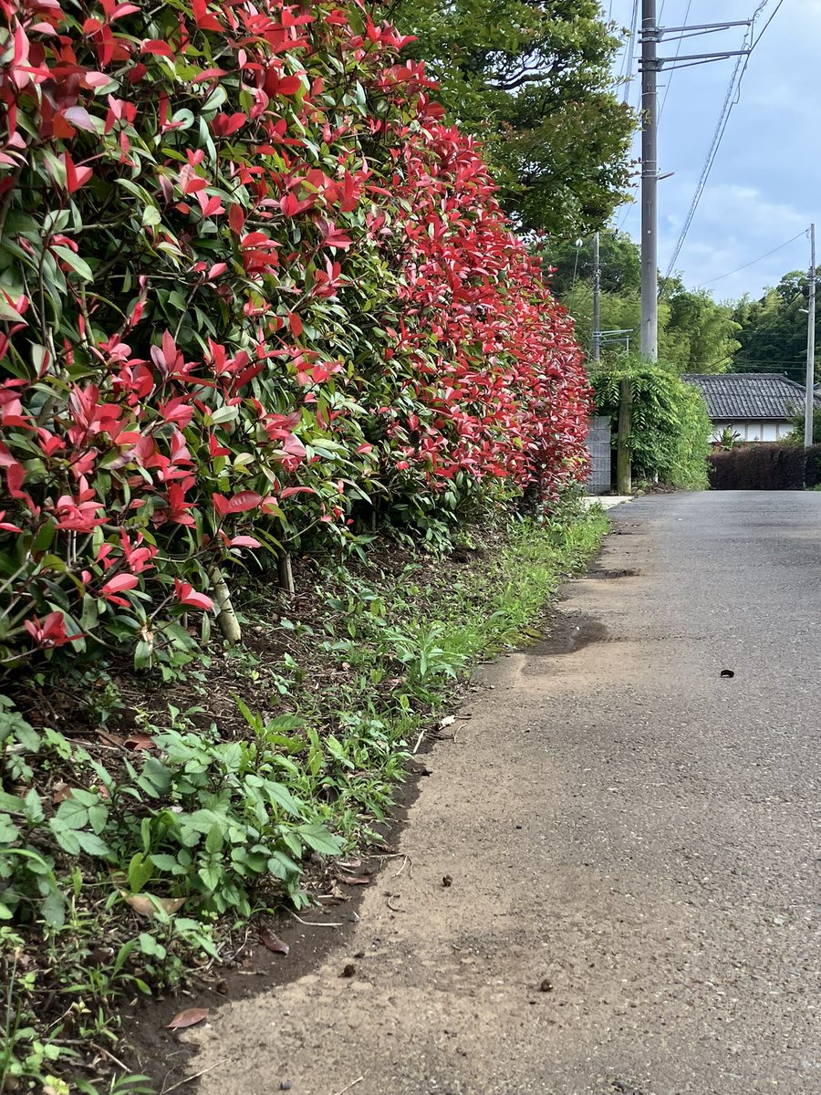 Suzu3477's tweet photo. 秋には、ここのもみじの紅葉が1番きれいです　#市川の小径 https://t.co/nD41pAfhHQ