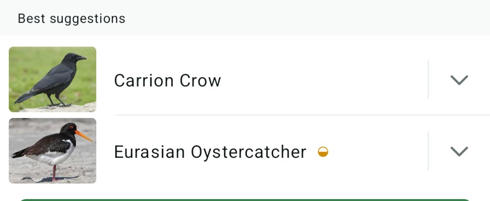 Oystercatcher calling nearby while brushing my teeth this morning lol, only my third on the Isle Of Dogs in 20 odd years. I think I've probably just got more observant though 🙂 #londonbirds #urbanbirding