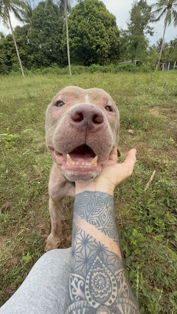 Niall Harbison tweet media