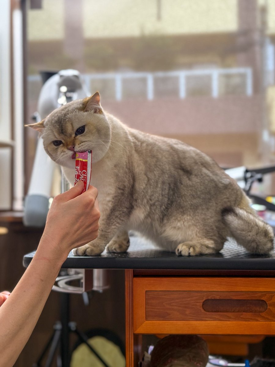 neko_fudosan's tweet photo. 弊社の業務:猫社員の全身メンテナンス https://t.co/lqIGwSeULr