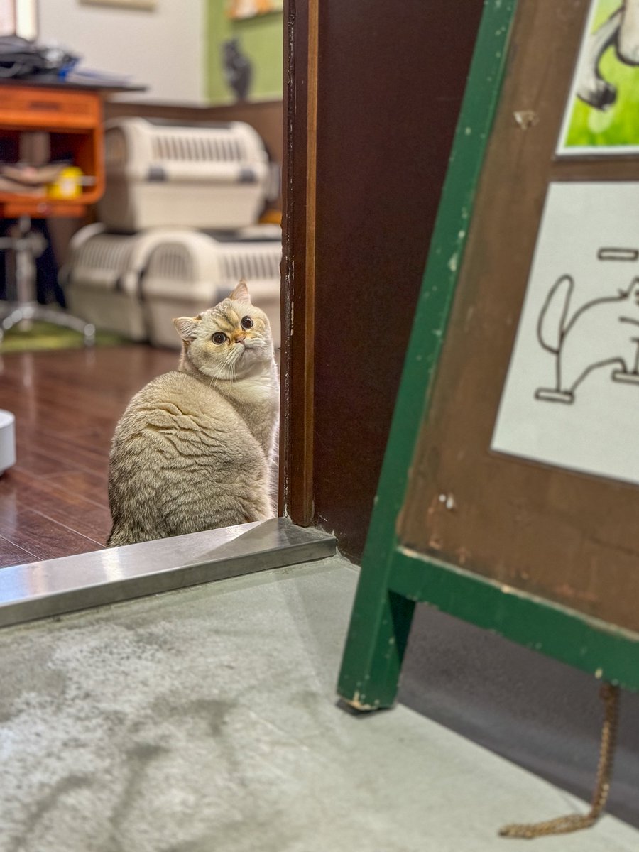neko_fudosan's tweet photo. 弊社の業務:猫社員の全身メンテナンス https://t.co/lqIGwSeULr