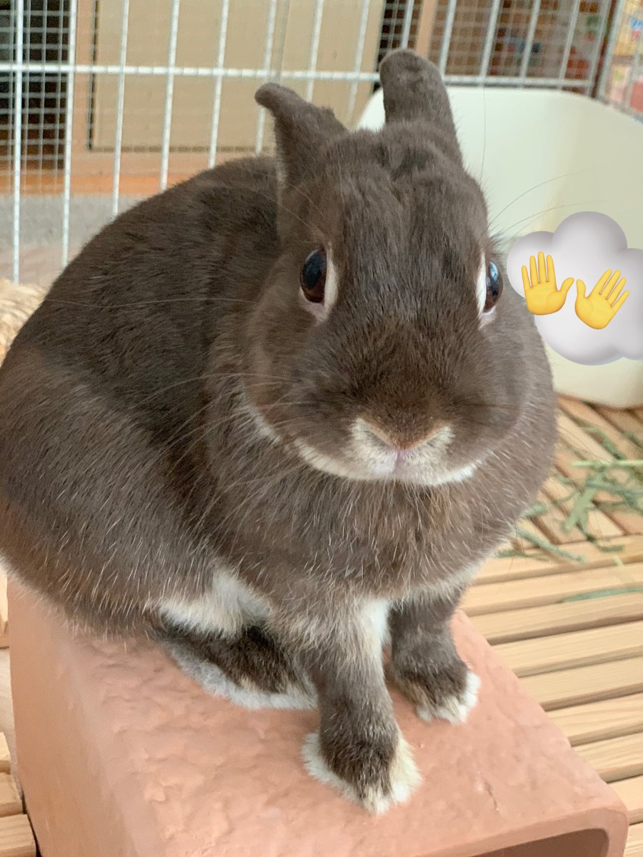 🐰あっちくなってきたね🥵
#うさぎのマーチン
#バニーズエンターテインメント