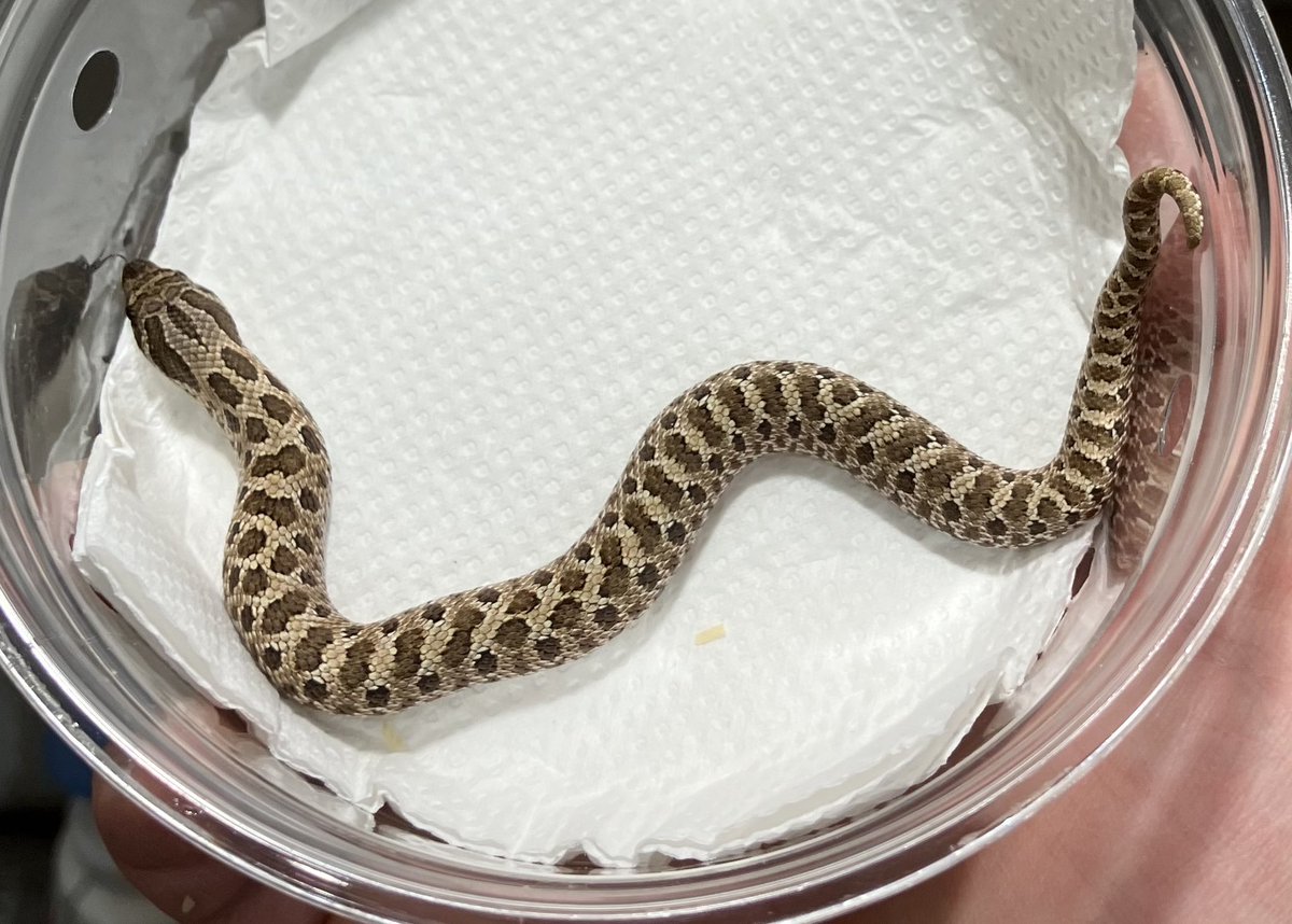 SHN REPTILES 2.0💮9日BO on X