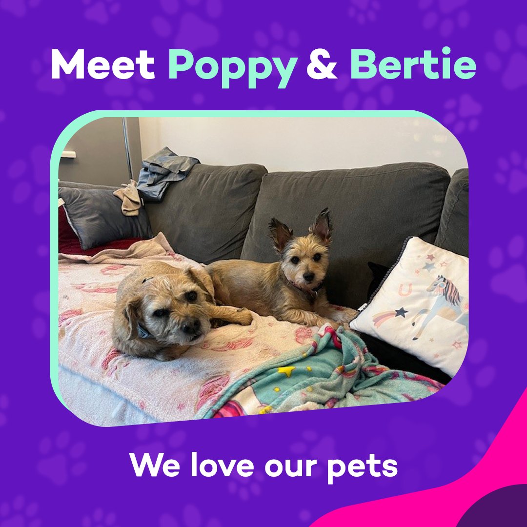 ✨Pet spotlight ✨
Meet Poppy and Bertie the border terrier siblings! Belonging to Faye, our Pet Product Manager, this pair love to take an afternoon nap snuggled on the sofa – it looks blissful! #PetInsurance #BorderTerriers