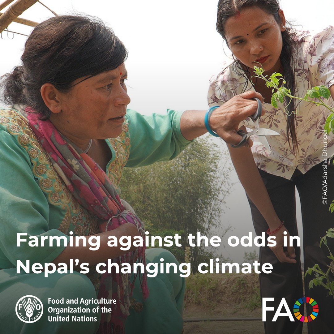 FAO Knowledge (@faoknowledge) on Twitter photo 🌱In Nepal, farmer field schools are helping marginalized farmers adopt climate-smart farming and build resilience to land degradation and extreme weather.
With <a href="/FAO/">Food and Agriculture Organization</a> & <a href="/theGCF/">Green Climate Fund</a> support, every voice counts.
🔗 bit.ly/4kxYm60
#WorldEnvironmentDay 🌱In Nepal, farmer field schools are helping marginalized farmers adopt climate-smart farming and build resilience to land degradation and extreme weather.
With <a href="/FAO/">Food and Agriculture Organization</a> & <a href="/theGCF/">Green Climate Fund</a> support, every voice counts.
🔗 bit.ly/4kxYm60
#WorldEnvironmentDay