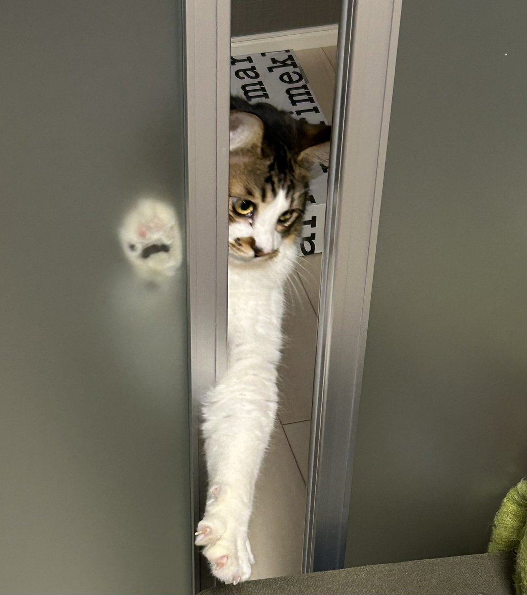 肉球見せてくれた