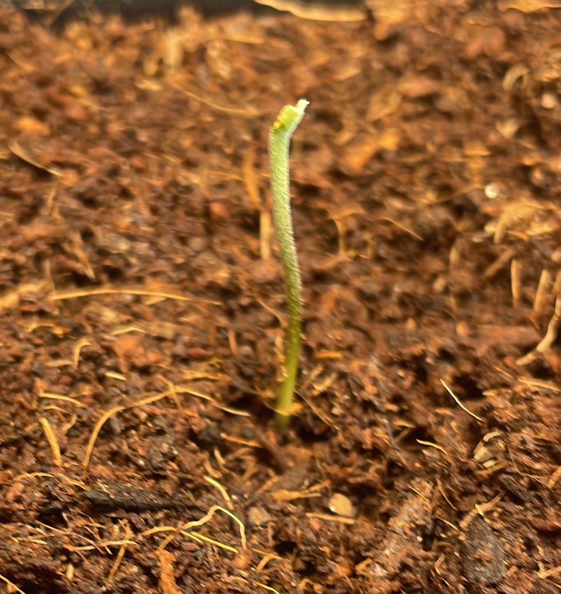 Tante Molotov ᶜ ᵃ ⁿ ⁿ ᵃ ⁴ ² ⁰💭 tweet media