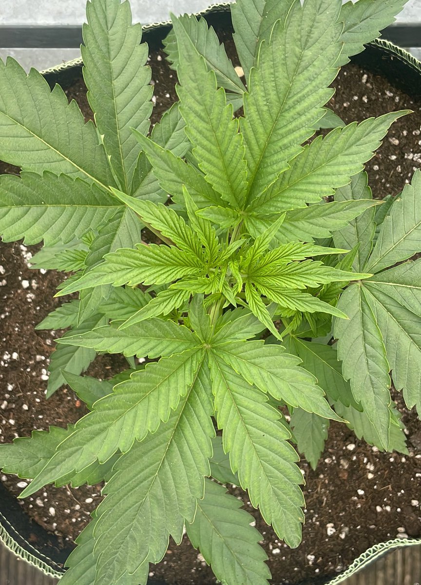 Tante Molotov ᶜ ᵃ ⁿ ⁿ ᵃ ⁴ ² ⁰💭 tweet media