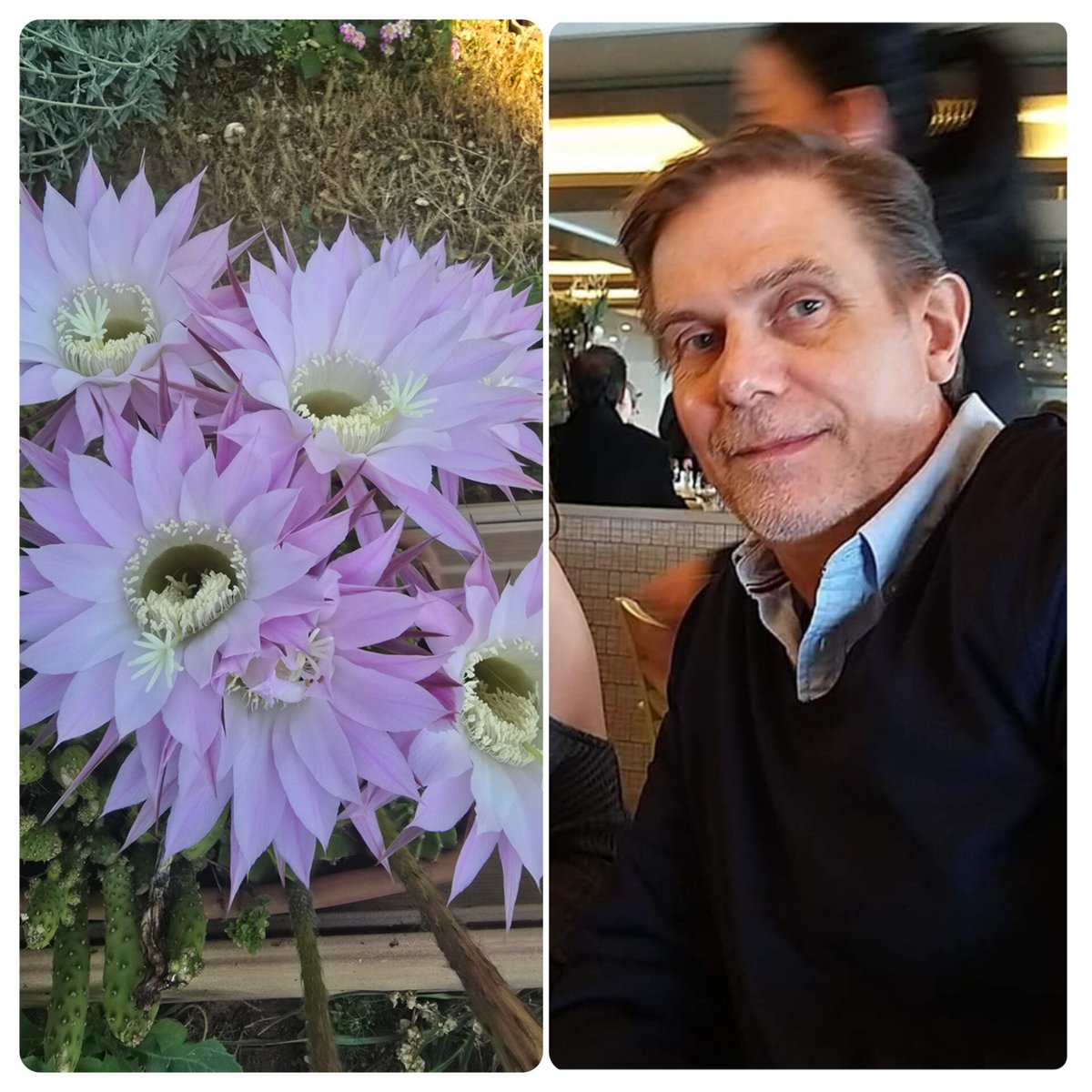 Simon didn’t make it… but his pain became a seed.
Through @FairLifeLCC, it gave light to others.
🌵 On #CancerSurvivorsDay, we honour those who keep fighting.
Beauty can grow even from thorns. 💜
#HopeInBloom #LungCancerAwareness