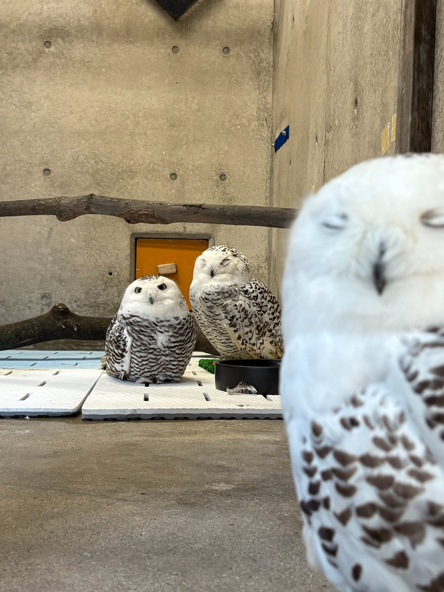 今年も厳しい暑さが始まりそうです。昨年生まれた #シロフクロウ の4羽は、冷房のある室内へ移動しました。
観覧はできないため、今後はXにて様子をお伝えしますね。先に移動していた2羽は #ホッピー(メス・27歳) と同居中。急ににぎやかになったけど貫禄のある落ち着きのホッピー、さすがです。
#避暑