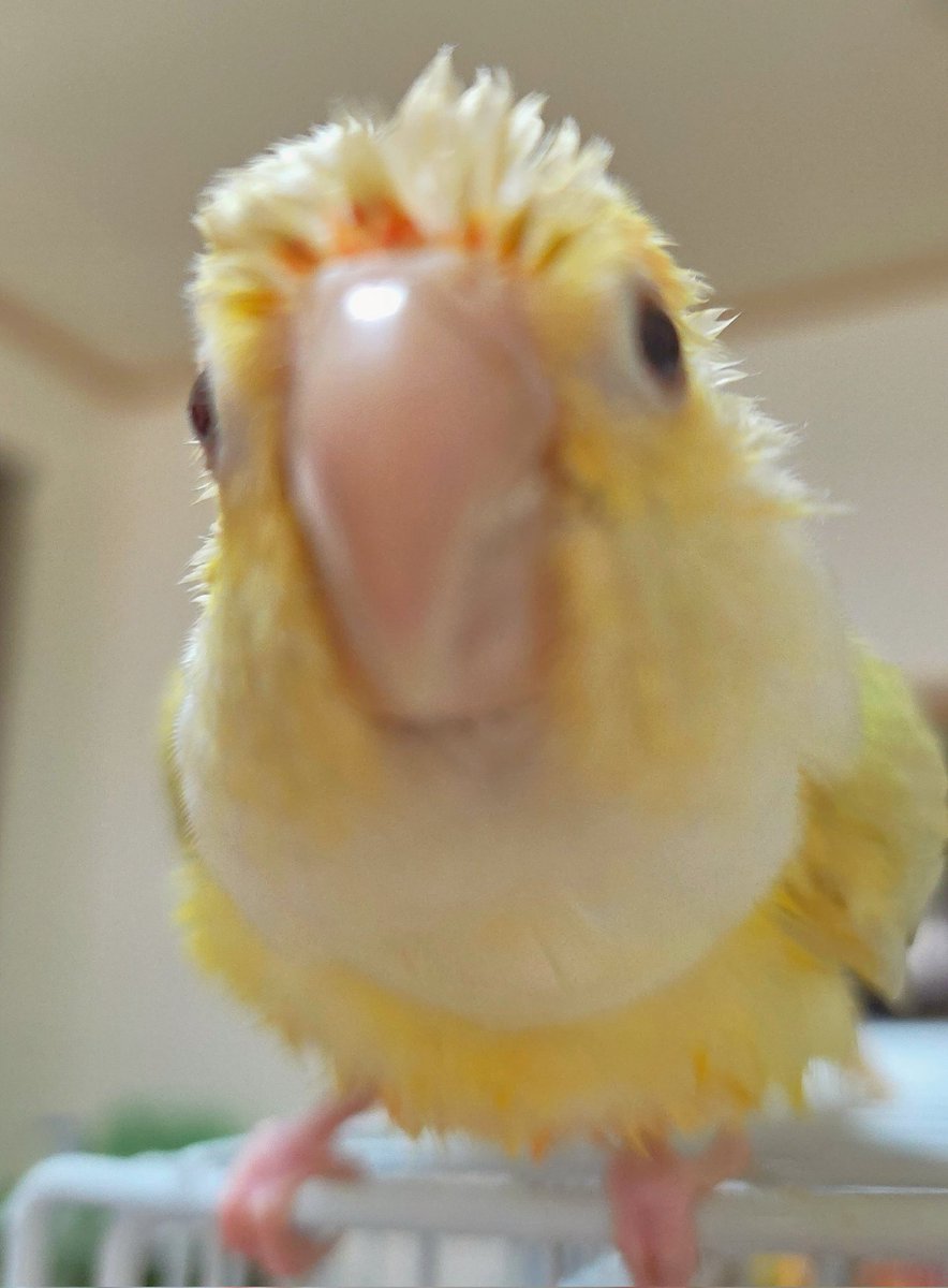 かぼすと愉快な仲間たち❣️ (@kabosu_socute) on Twitter photo 