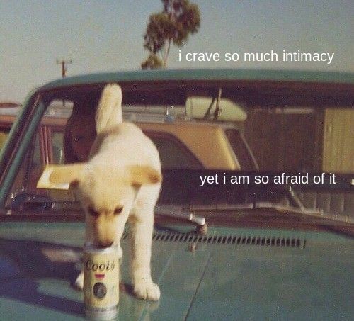 caninepoetry (@caninepoetry_) on Twitter photo 