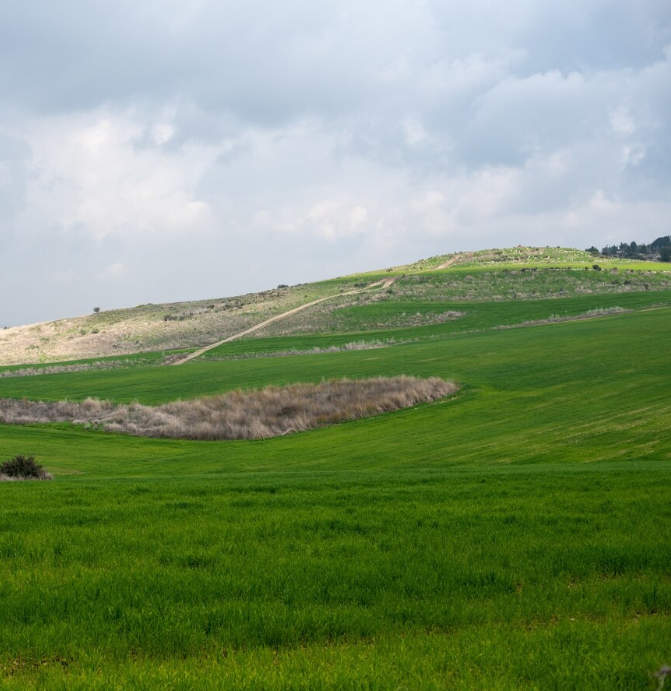 MrsCleanQueen's tweet image. A field covered in greenery under an overcast sky