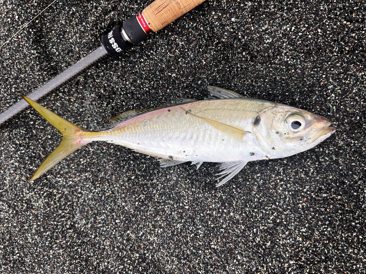 朝方、西湘サーフへ調査へ🎣

イワシと真鯵を釣りましたー🤗

さっそく捌いて

家族と晩御飯にお刺身で頂きます🙏

釣り場でお話しして下さった方々

ありがとうございました😊

また何処かの釣り場でー👋

#真鯵