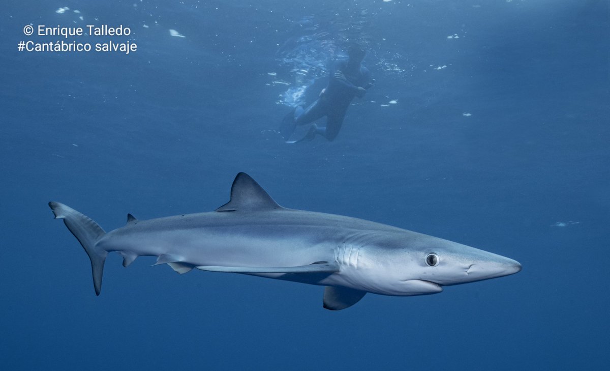 DESCUBRIENDO AL TIBURÓN AZUL EN EL CANTÁBRICO 🦈

Este mar es el hogar de una gran diversidad de tiburones, alrededor de unas 30 especies, entre ellos el fascinante tiburón azul o tintorera (Prionace glauca). 
instagram.com/p/DKd6v-fNyt-/…