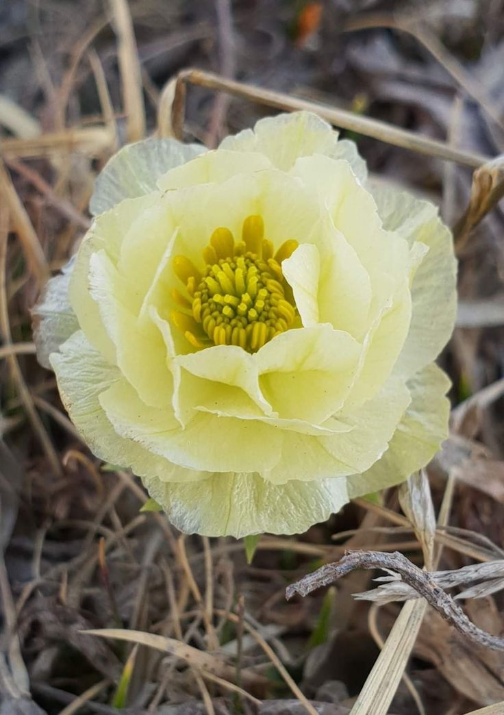Naturepathway's tweet photo. Delicate pale yellow Trollius europaeus in bloom. #TrolliusEuropaeus #Globeflower #SpringBlooms https://t.co/7uQzU03z23