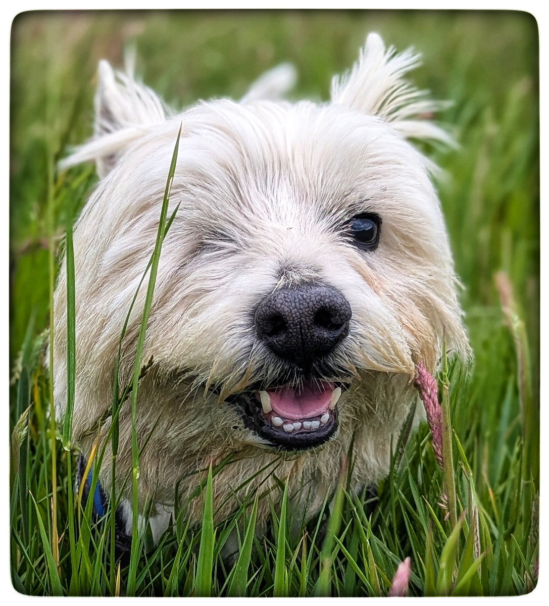 #Spring walks 
Freddie is driven by interaction 
He loves to hear my voice ☺️
Likes to follow me &amp; be close 
Our walks bond us, we share them 
His personality is wonderful 
He's happy and I'm happy 
Freddie a 9 year old rescue Westie 
Things that make me happy 💛
#Gentleness 🩵