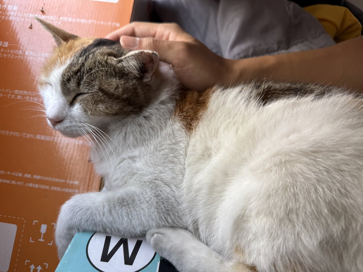 船橋開催3日目です🐴

本日は2頭出走します。

3R ラスジャン号
7R エポカデルソーレ号

応援よろしくお願いします✨

休憩所で日向ぼっこ中のミケちゃんです😽