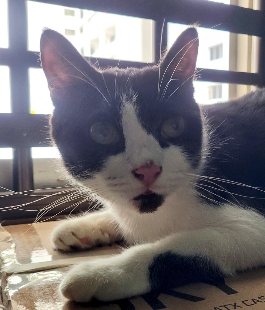 PikaDooDa's tweet photo. Issit windu boboi banyak 😿 #OhOllie https://t.co/4Fb2adGkx5