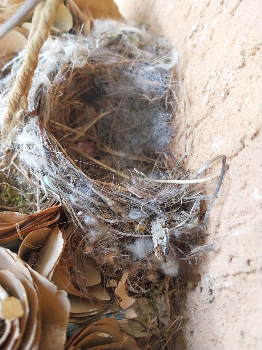 0-2-3-4 
Uova di pigliamosche 2025.