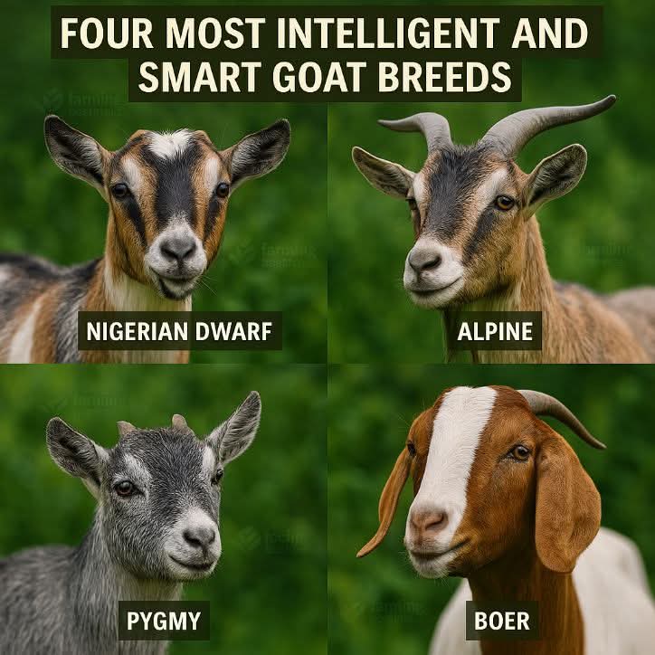 THE FOUR SMARTEST GOAT BREEDS   

Nigerian Dwarf Goat  
Adaptable, friendly, and highly trainable. A perfect mix of intelligence and charm!  

Alpine Goat  
Independent, clever, and a natural problem solver. They always find a way!  

Pygmy Goat  
Small but mighty, full of