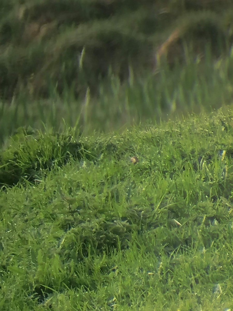 AilinKee's tweet image. Two yrs ago, I saw my first Corncrake on Iona. Honestly, it is in this photo! Loved the segment on Corncrake with @IoloWilliams2 on @BBCSpringwatch last night. Lucky camera man Steve. #birdsmatter