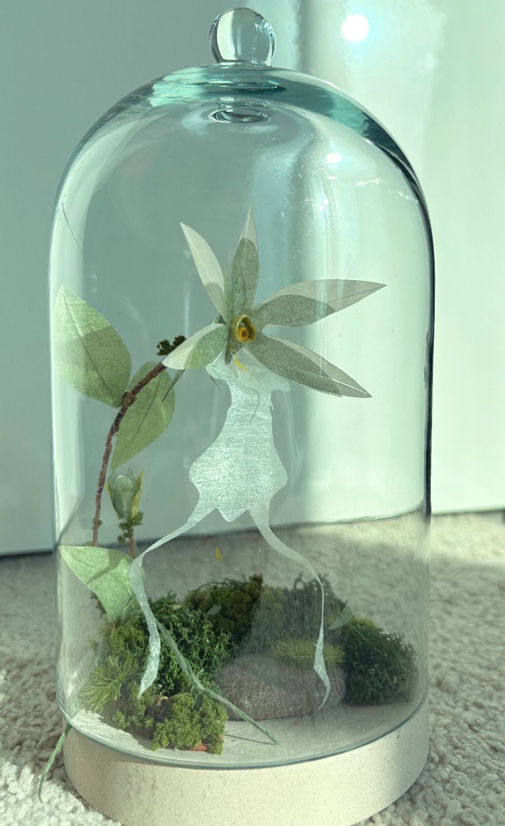 Been mostly unsuccessful in trying to grow my own plants here in a different country. After a few heartbreaks, decided to make my own. Creating a series of endangered Indian plants. Wish me luck

Ghost Orchid (Epipogium Aphyllum)
Eastern Himalaya 
#paperflower #indianbiodiversity
