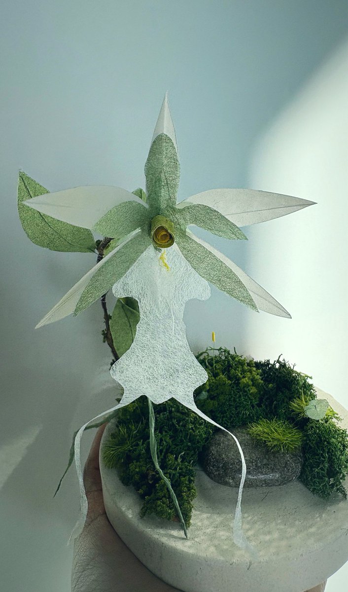 Urmimala_A's tweet image. Been mostly unsuccessful in trying to grow my own plants here in a different country. After a few heartbreaks, decided to make my own. Creating a series of endangered Indian plants. Wish me luck

Ghost Orchid (Epipogium Aphyllum)
Eastern Himalaya 
#paperflower #indianbiodiversity
