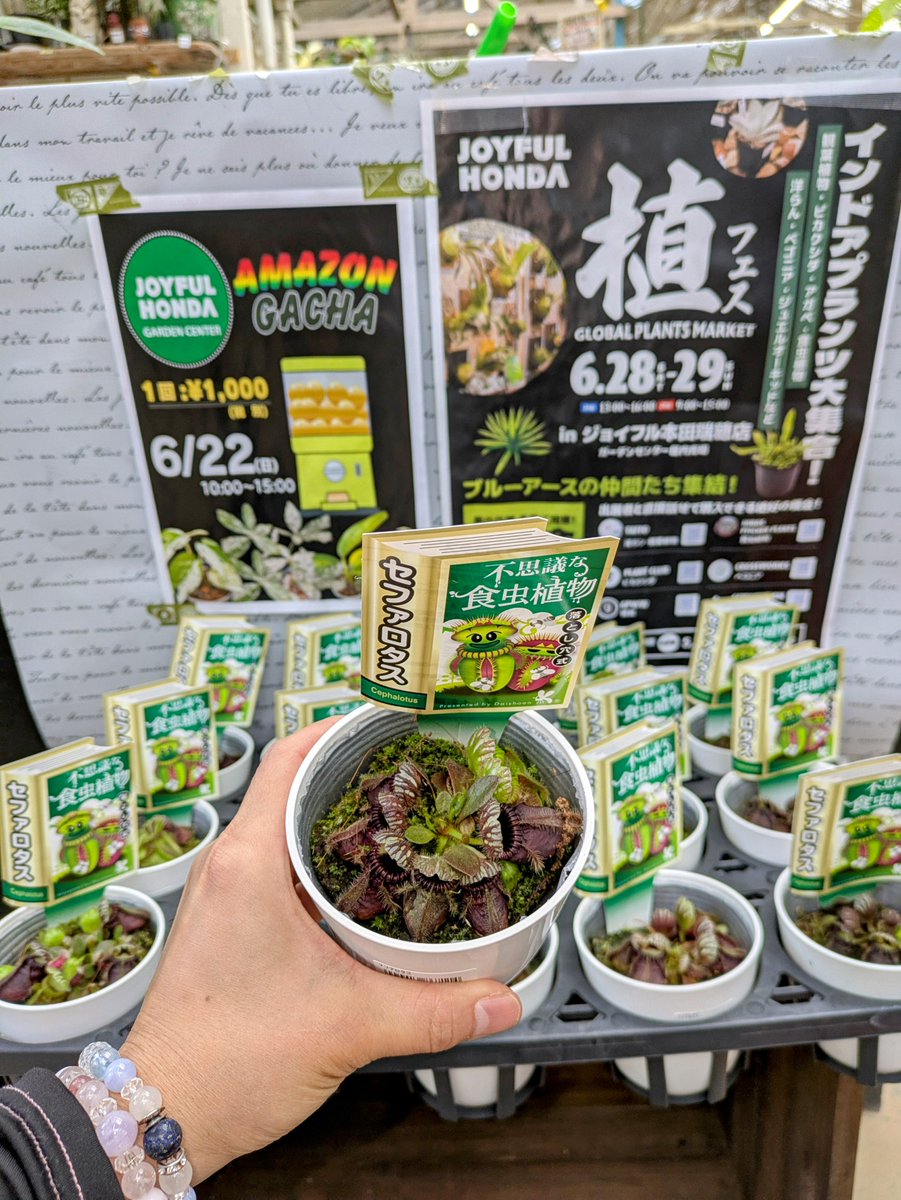 楓ハードメイプル虎斑杢　蘇芳染めミニ食蘢 楓ハードメイプル虎斑杢 蘇芳染めミニ食蘢