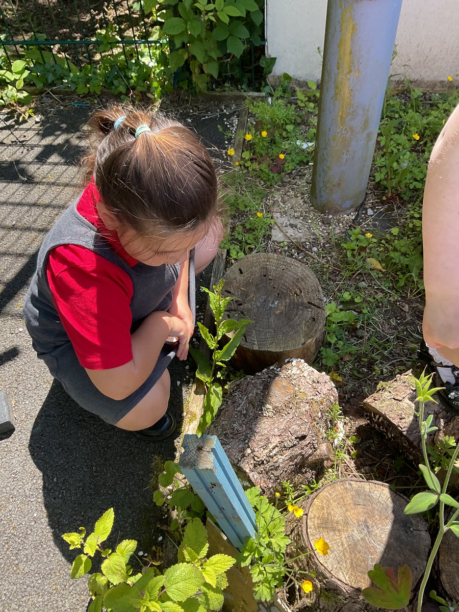 #DosbarthBendigeidfran have been enjoying our sensory garden through investigating and exploring nature using our 5 senses. We are looking forward to designing a creating our own community garden after reading Erroll’s Garden. Ni gyd wedi mwynhau yr awyr agored o gwmpas ein ysgol