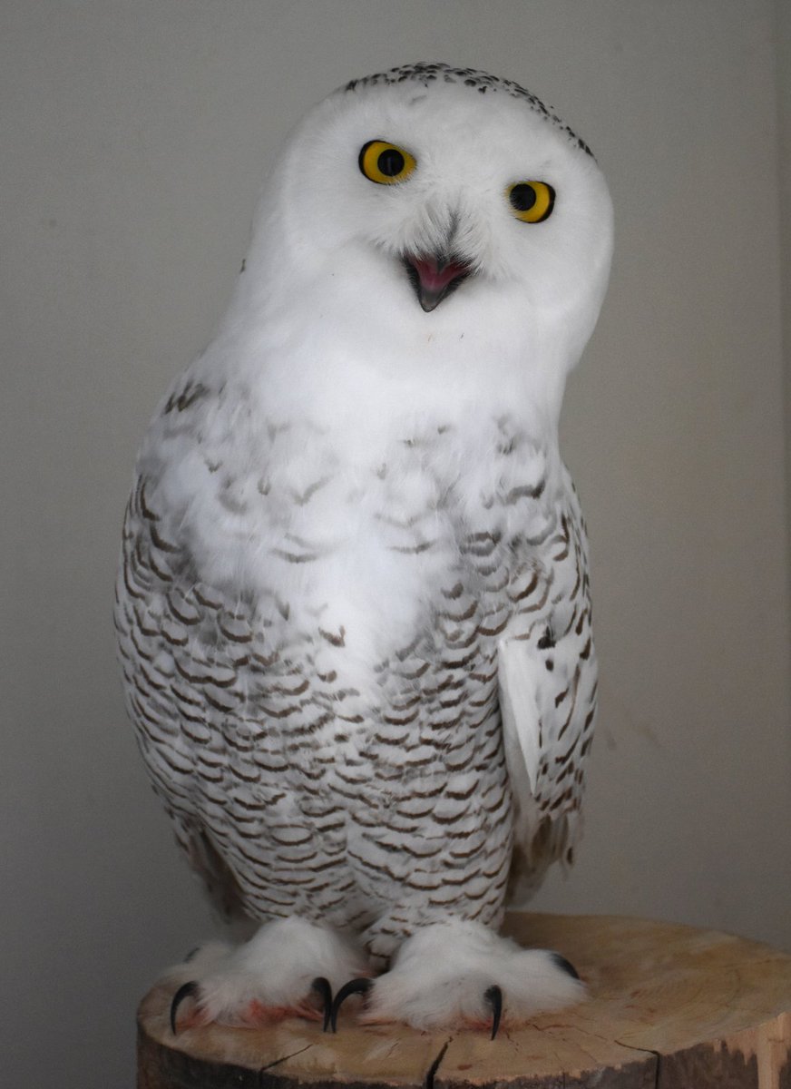 Snowy-owl (@snowy_support) / Posts / X