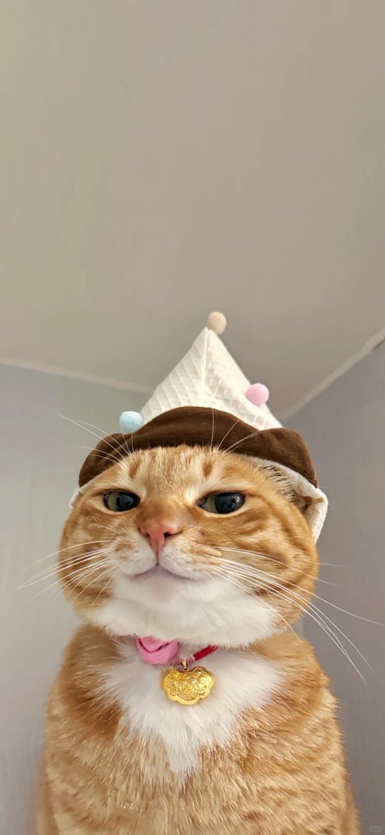 ふてくされたまま誕生日祝われる猫