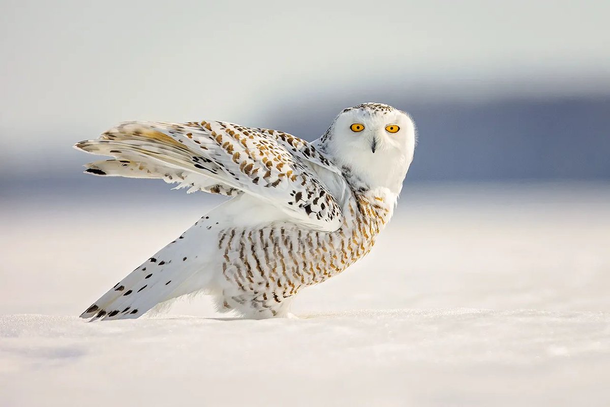 Snowy-owl (@snowy_support) / Posts / X