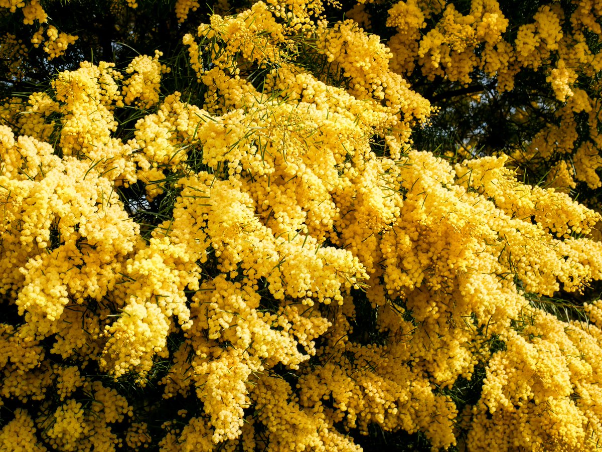 4 blooms to look forward to at Cranbourne this winter... ❄️

Here are just a few colourful and stunning genera that we're excited to see more of over the coming months:

1. Brachyscome
2. Rhodanthe
3. Chorizema
4. Acacia

Come and explore the colour! 🌸