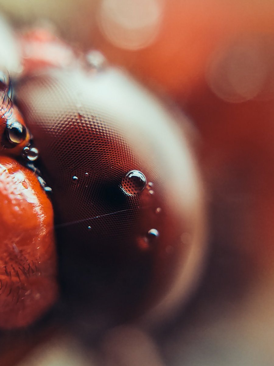 Eyes...

Shot on Poco M2 Pro powered by <a href="/Snapdragon/">Snapdragon</a> 
<a href="/Adcom_India/">Adcom India</a> 12/24x macro lens used.