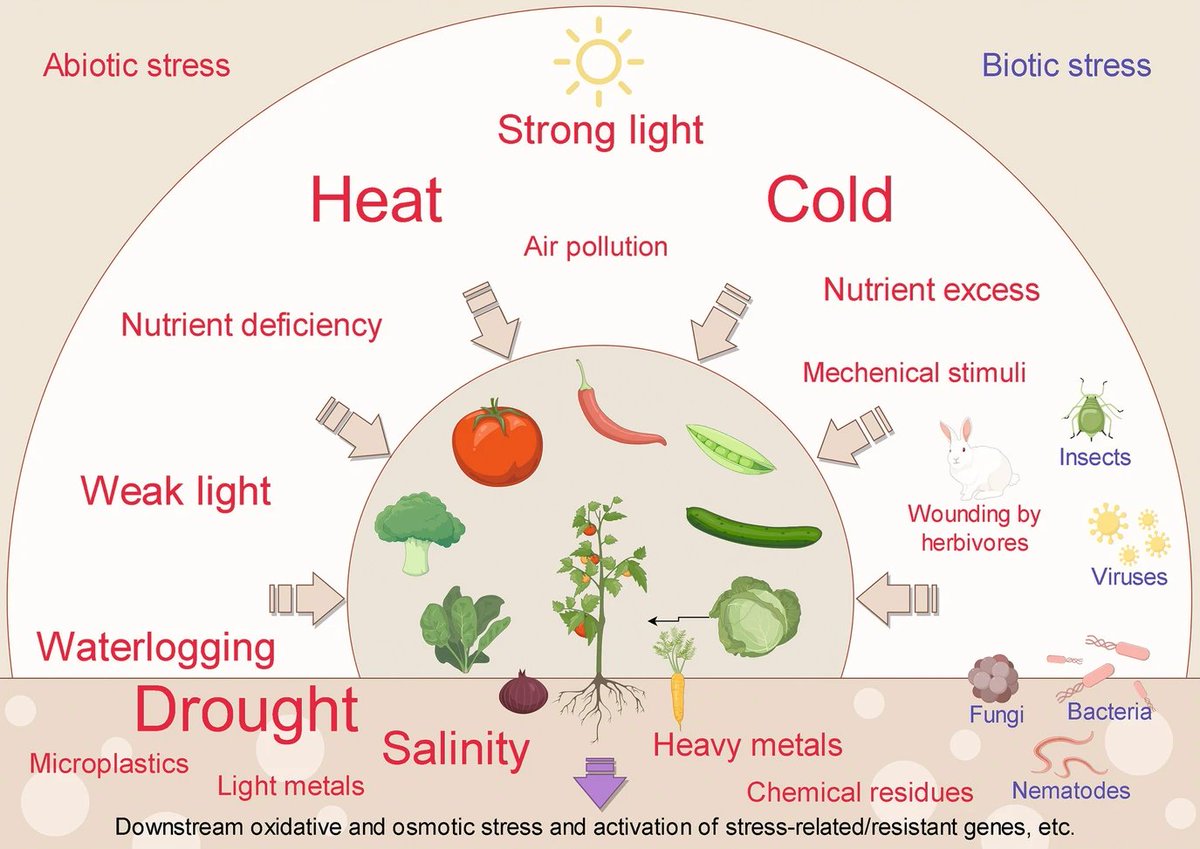 Abiotic stress in plants (Green Survivors) (@abioticstress) on Twitter photo Chapter by Xiangqiang Zhan & Yanmei Zhu <a href="/SpringerEnviro/">SpringerEnvironment</a> <a href="/SpringerNature/">Springer Nature</a>
#Abiotic Stress and #Mechanisms of Stress Tolerance in #Vegetable Crops
link.springer.com/chapter/10.100…
<a href="/WorldVegCenter/">World Vegetable Center (WorldVeg)</a> <a href="/FVGC_PFLC/">Fruit and Vegetable Growers of Canada (FVGC)</a> <a href="/HortiPlant/">Horticultural Plant Research</a> <a href="/hortfarming/">Dr. Petrus Langenhoven</a> <a href="/TAMUHortPhysLab/">TAMU Horticultural Crop Physiology Lab 🍇🍊🍑🫒</a> <a href="/favoriteveg/">Favorite Vegetable</a> <a href="/TIAHnews/">The Institute for Agriculture and Horticulture</a> <a href="/AbiluTangwa/">Tangwa Abilu.🌿🌏🌾🍀🍃.SDG's.</a> Chapter by Xiangqiang Zhan & Yanmei Zhu <a href="/SpringerEnviro/">SpringerEnvironment</a> <a href="/SpringerNature/">Springer Nature</a>
#Abiotic Stress and #Mechanisms of Stress Tolerance in #Vegetable Crops
link.springer.com/chapter/10.100…
<a href="/WorldVegCenter/">World Vegetable Center (WorldVeg)</a> <a href="/FVGC_PFLC/">Fruit and Vegetable Growers of Canada (FVGC)</a> <a href="/HortiPlant/">Horticultural Plant Research</a> <a href="/hortfarming/">Dr. Petrus Langenhoven</a> <a href="/TAMUHortPhysLab/">TAMU Horticultural Crop Physiology Lab 🍇🍊🍑🫒</a> <a href="/favoriteveg/">Favorite Vegetable</a> <a href="/TIAHnews/">The Institute for Agriculture and Horticulture</a> <a href="/AbiluTangwa/">Tangwa Abilu.🌿🌏🌾🍀🍃.SDG's.</a>