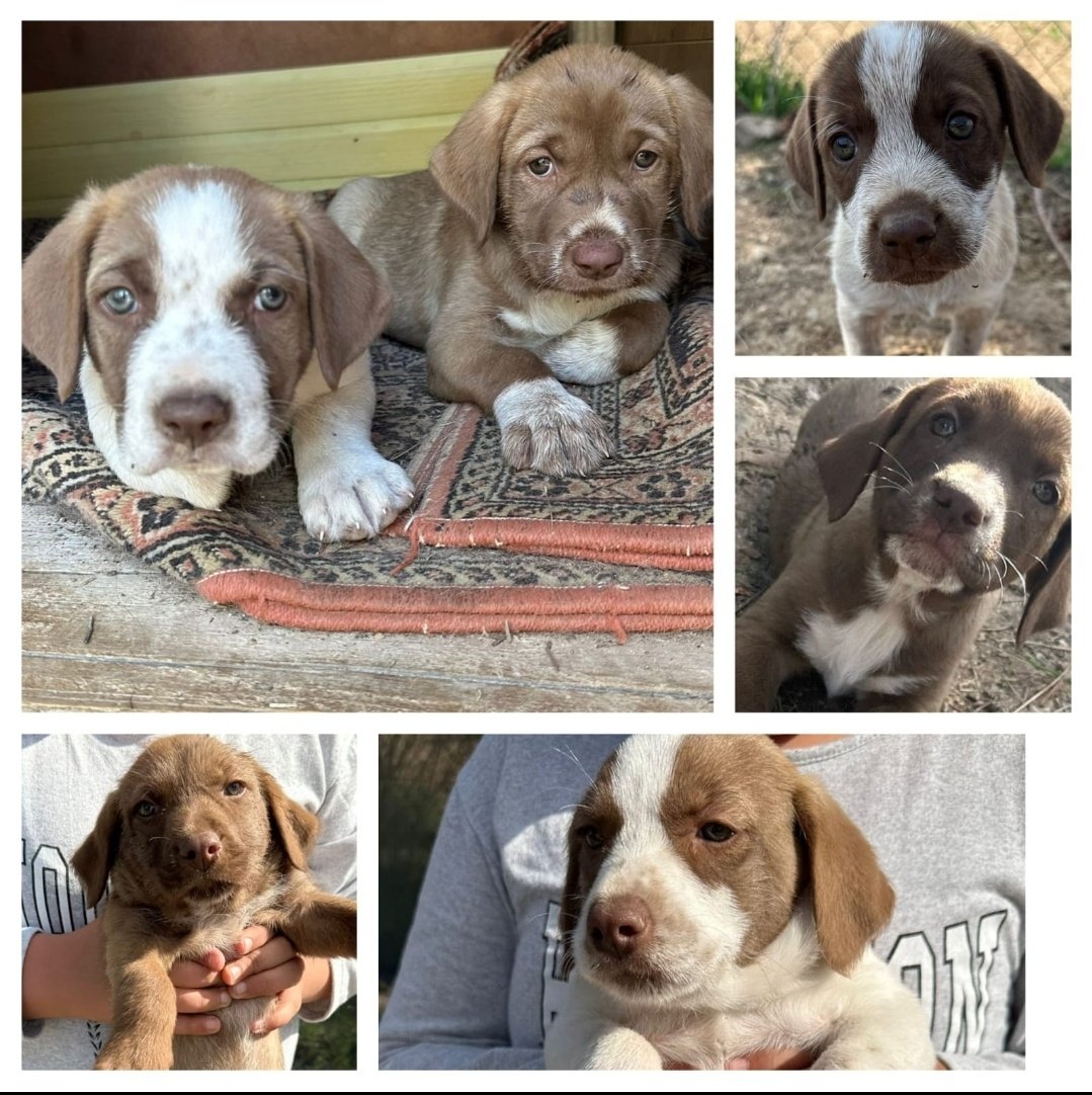 ÇOMAR ALARMI!!!

Ankara-Gölbaşı'nda bulunan 6 bebek YUVA ARIYOR. 

Bi hayvanseverin ilgilendiği bu yavrular, acilinden yuva arıyor. Yuva bulunmama durumunda hiçliğe gideceklerini hepimiz biliyoruz...

İletişim: 0535 683 03 82