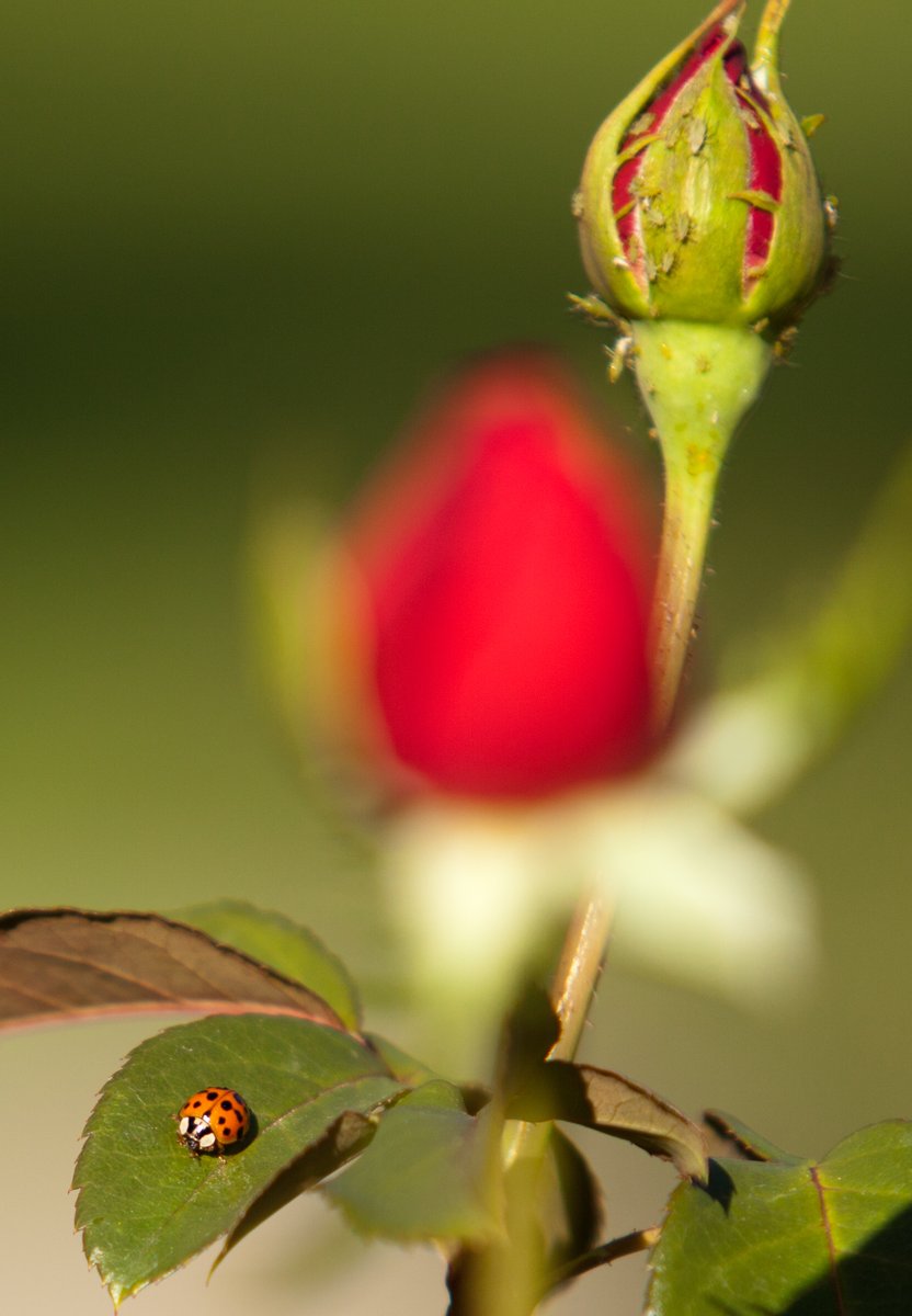 Every rose garden needs a staff of ladybugs on patrol.