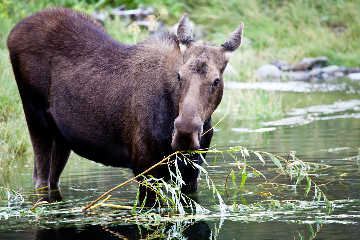Moose are declining in many parts of Canada, in some places there has been a 50% decline over the past two decades. Nobody knows why.