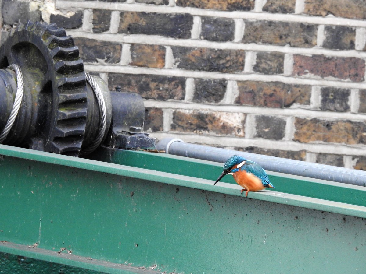 Urban wildlife

Kingfisher at Coppermill Tower.

#nature #wildlife #kingfisher #kingfishers #walthamstow #londonwildlife #birdphotography