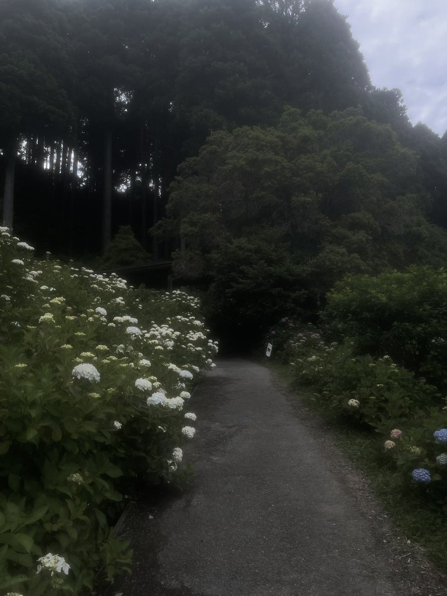 地元のあじさい屋敷が 綺麗すぎた😍ᩚ