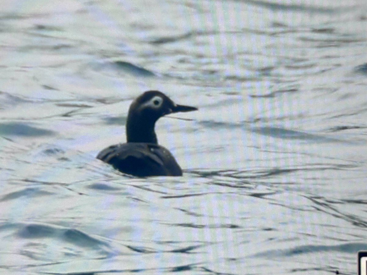 A terrible day here on Hokkaido with almost continuous rain and wind we did however pick up Spectacled Guillemot which was a cracker <a href="/zootherabirding/">Nick Bray</a> <a href="/Bobby00651/">Rob Robertson</a> <a href="/WJRoberts1951/">John Roberts</a> #BirdingJapan